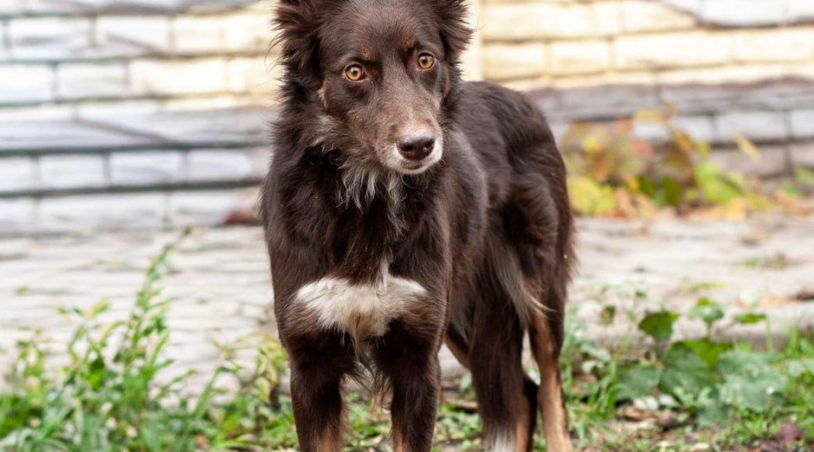 Chiens à adopter